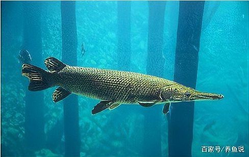 鱷雀鱔和火箭魚的區(qū)別