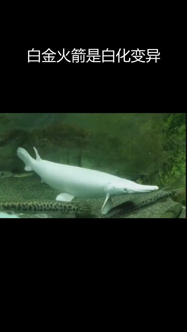 鱷雀鱔和火箭魚的區(qū)別