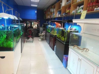 水族館加盟66祥龍魚場：水族館加盟66祥龍魚場是什么？