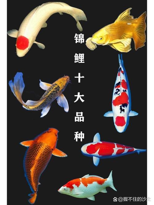 德系錦鯉10大品種圖片