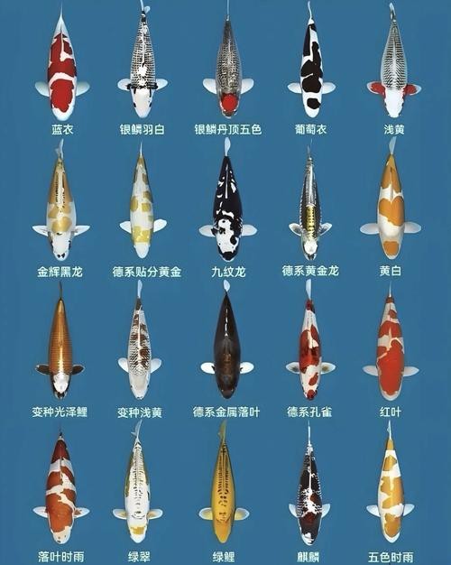 德系錦鯉10大品種圖片
