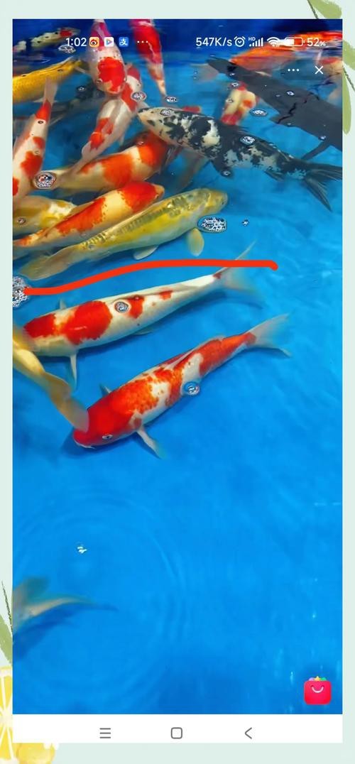 德系錦鯉10大品種圖片