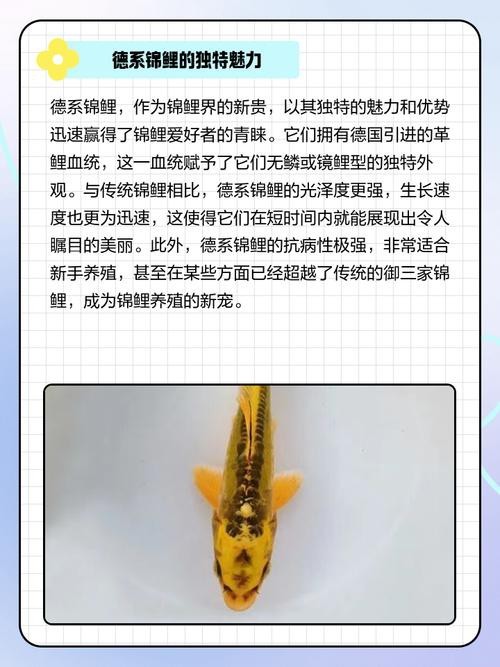 德系錦鯉10大品種圖片