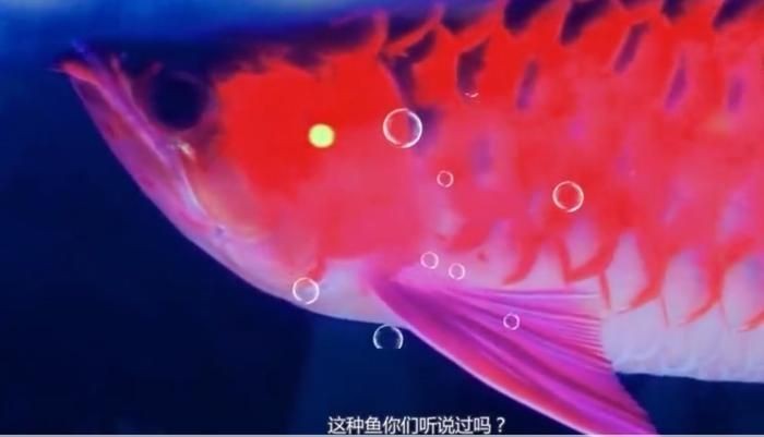 紅龍找誰買