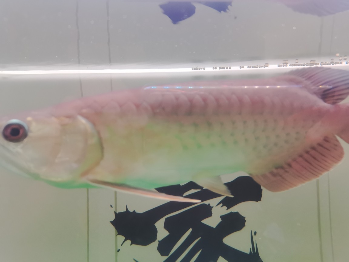 大神看看是不是雜交的金龍