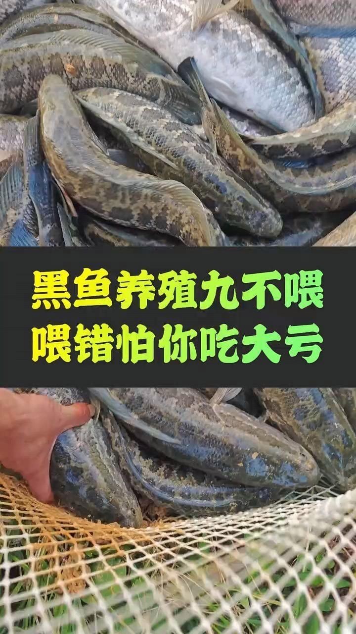 紅線黑影道人魚最忌三種食物