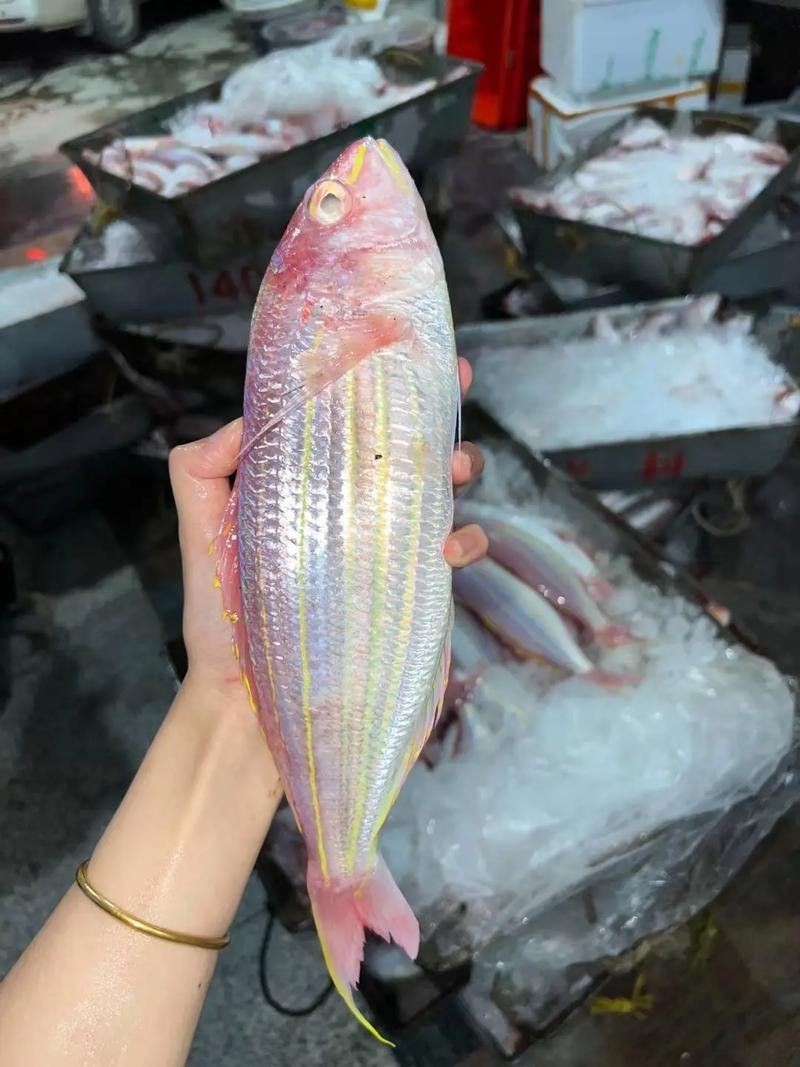 紅線黑影道人魚最忌三種食物