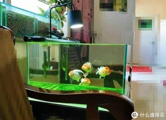 魚缸漂亮發表說說怎么寫，如何養護魚缸生態魚缸照明選擇技巧