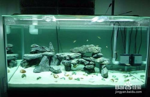 魚缸漂亮發表說說怎么寫，如何養護魚缸生態魚缸照明選擇技巧
