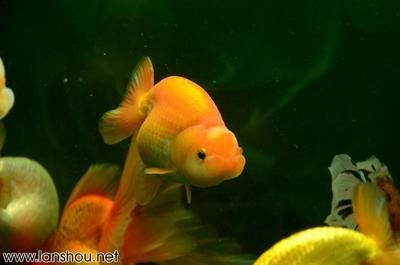 如何打造一個美觀且實用的魚缸以及選擇哪些魚缸：如何打造一個美觀且實用的魚缸