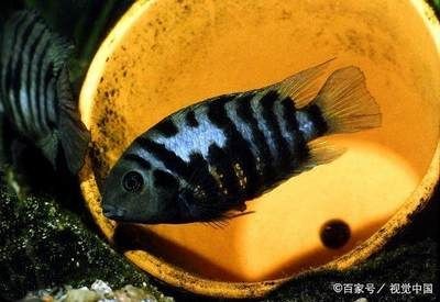 如何打造一個美觀且實用的魚缸以及選擇哪些魚缸：如何打造一個美觀且實用的魚缸