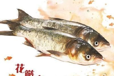 花鰱魚在魚缸怎么養殖花鰱魚的具體信息您可以嘗試：“花鰱魚在魚缸怎么養殖”花鰱魚養殖技術