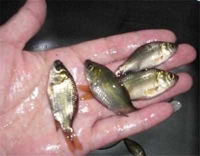 花鰱魚在魚缸怎么養殖花鰱魚的具體信息您可以嘗試：“花鰱魚在魚缸怎么養殖”花鰱魚養殖技術