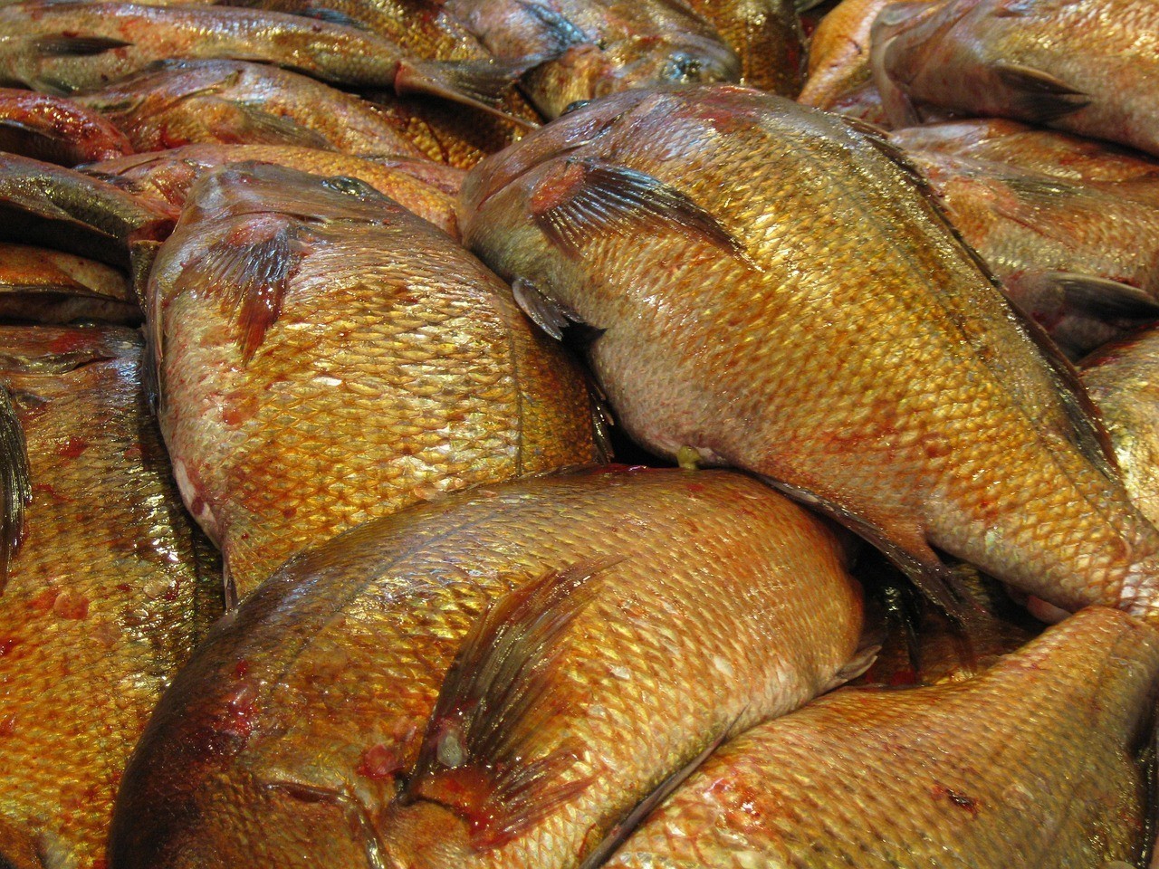 日本變異魚(yú)