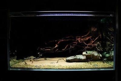 老外的鼠魚缸造景：老外在鼠魚缸造景中的一些技巧和經(jīng)驗,鼠魚缸造景風水講究