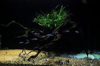 老外的鼠魚缸造景：老外在鼠魚缸造景中的一些技巧和經(jīng)驗,鼠魚缸造景風水講究