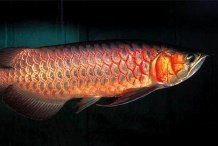 魚缸擺放位置風水禁忌