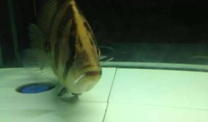 如何預(yù)防黑金魟魚常見疾病，如何預(yù)防黑金魟魚的常見疾病