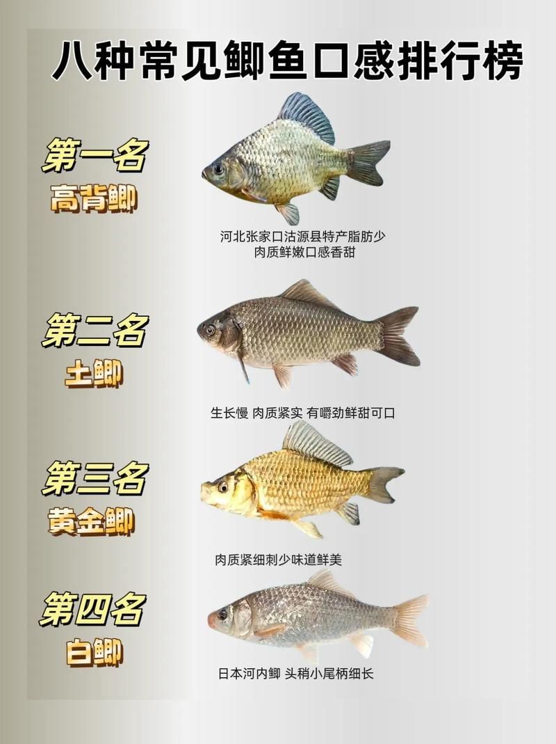 鯽魚有幾個品種圖片大全
