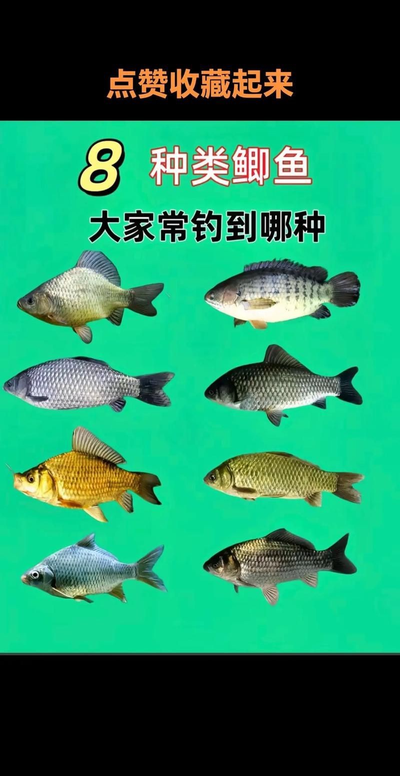 鯽魚有幾個品種圖片大全