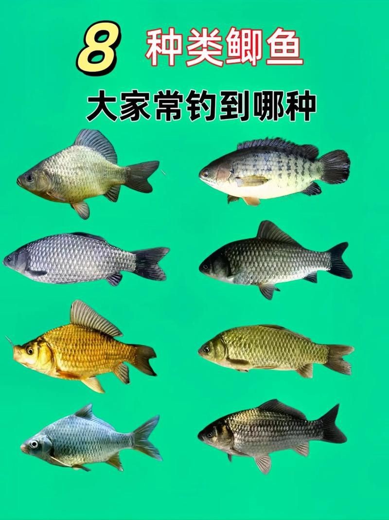 鯽魚有幾個品種圖片大全