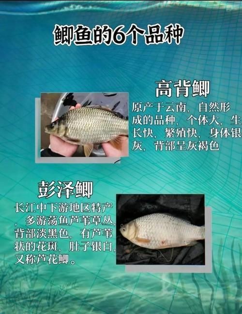 鯽魚有幾個品種圖片大全