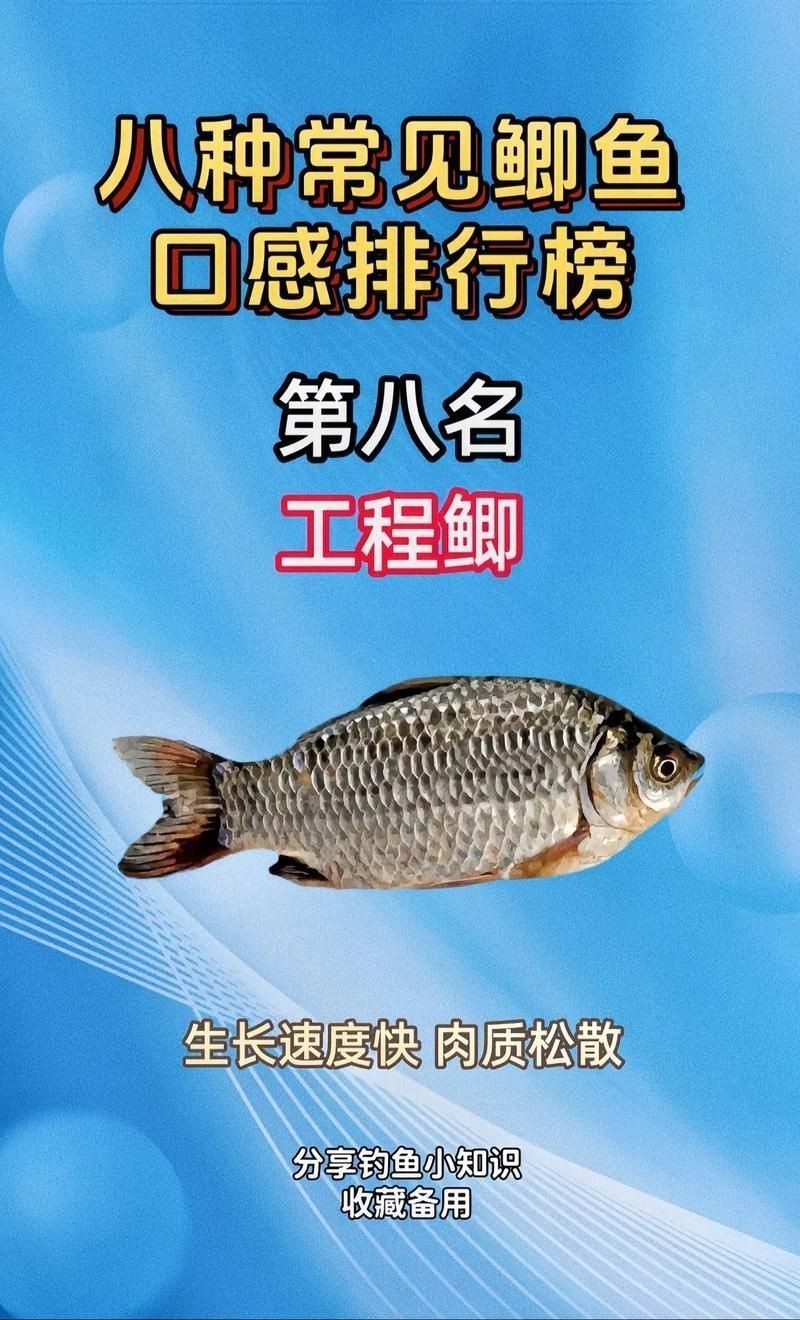 鯽魚有幾個品種圖片大全