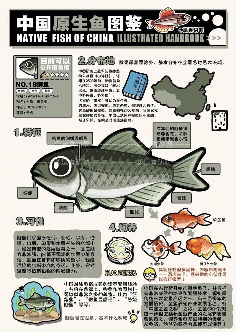 鯽魚有幾個品種圖片大全