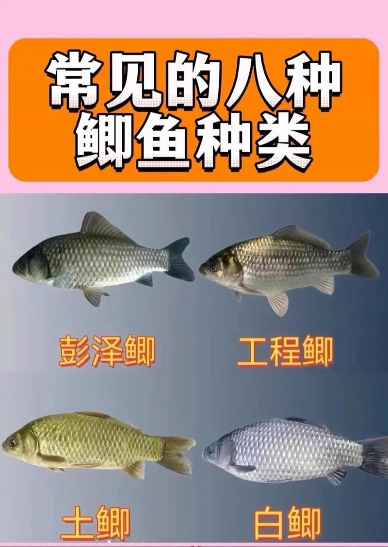 鯽魚有幾個品種圖片大全