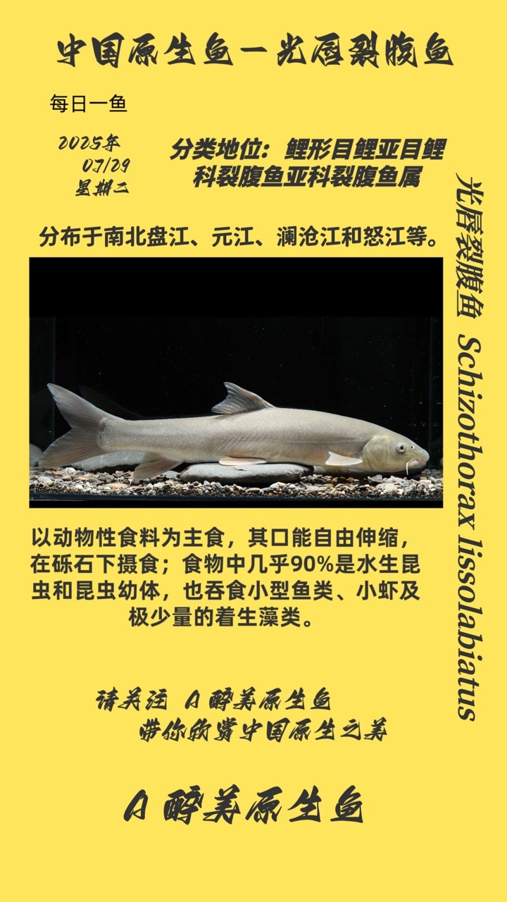 光唇裂腹魚