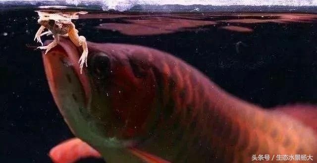 龍魚最多可以幾天不喂食嗎（龍魚在適宜的環境下可以長時間不喂食嗎？）