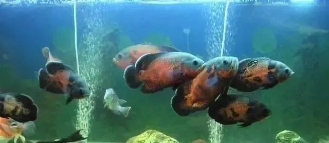地圖魚養(yǎng)單還是養(yǎng)雙
