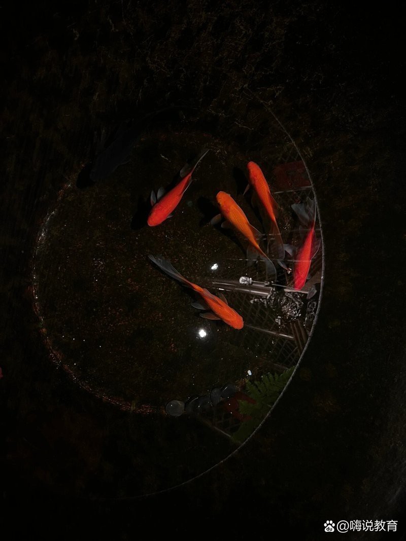 地圖魚養(yǎng)單還是養(yǎng)雙