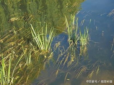 魚(yú)缸加熱棒應(yīng)注意安全性避免因安全事故導(dǎo)致二次污染或傷害：如何正確安裝魚(yú)缸加熱棒