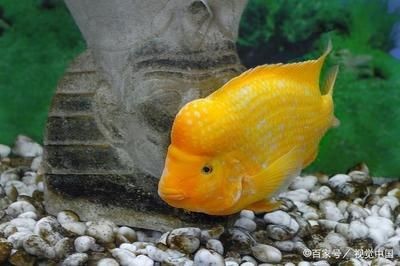 魚(yú)缸加熱棒應(yīng)注意安全性避免因安全事故導(dǎo)致二次污染或傷害：如何正確安裝魚(yú)缸加熱棒