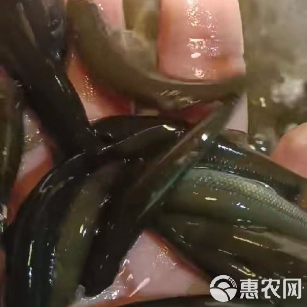 青龍棒價(jià)格一斤多少錢(qián)