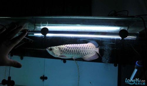 銀色的金龍魚圖片
