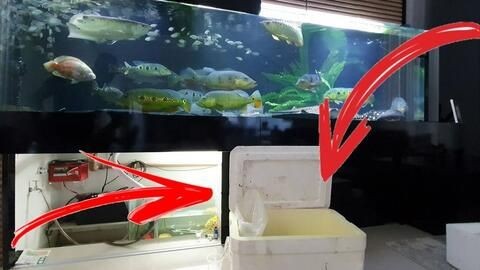 養銀龍魚最小的魚缸尺寸是多少？：養銀龍魚最小建議的魚缸尺寸是多少，養銀龍魚最小多大的缸