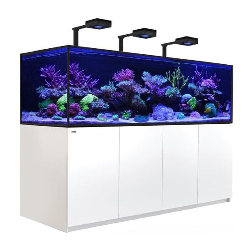 魚缸 珊瑚：珊瑚養殖入門指南