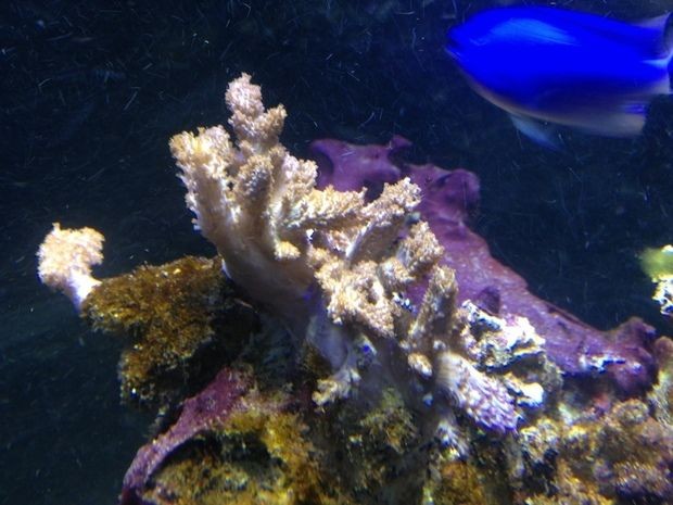 魚缸 珊瑚：珊瑚養殖入門指南