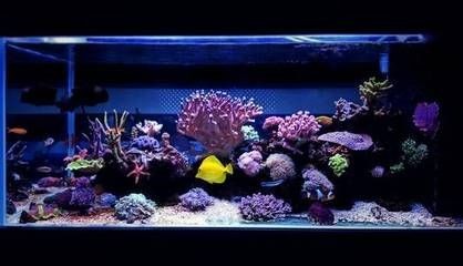 魚缸 珊瑚：珊瑚養殖入門指南
