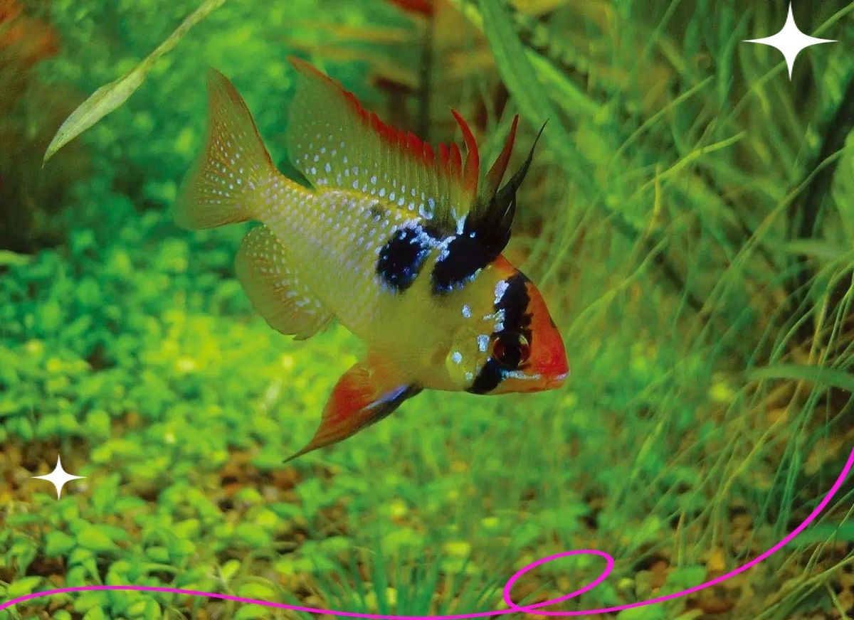 荷蘭鳳凰魚怎么繁殖