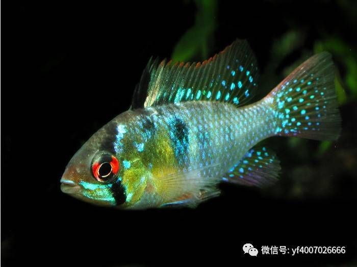 荷蘭鳳凰魚怎么繁殖