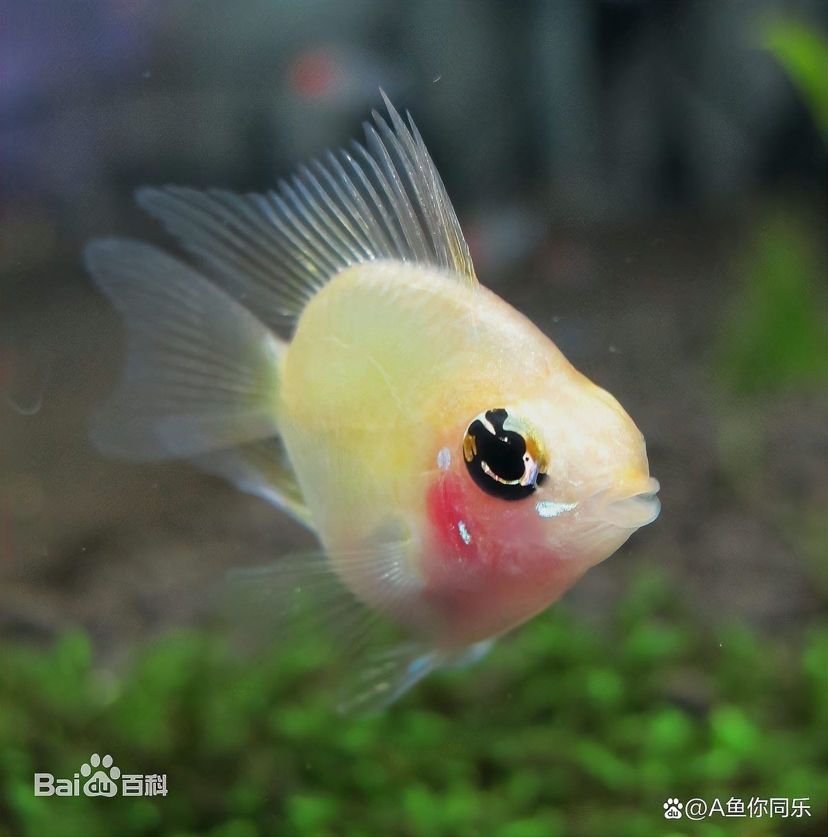 荷蘭鳳凰魚怎么繁殖