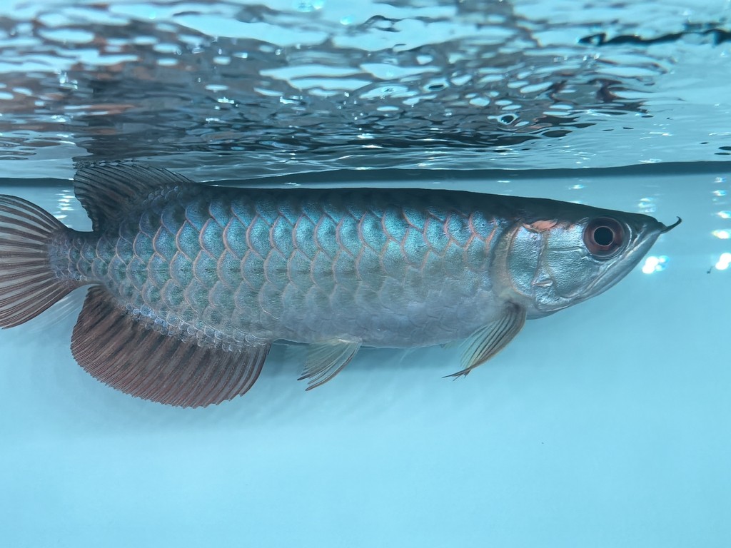 求助幫我看看是不是老頭魚和過背
