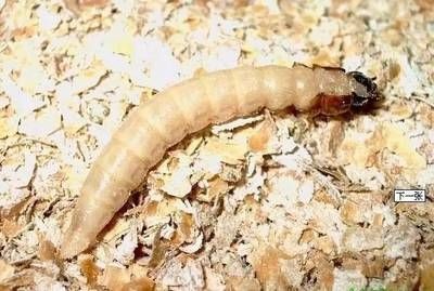 金龍魚吃什么昆蟲：金龍魚飼養(yǎng)方法360問答金龍魚吃什么昆蟲