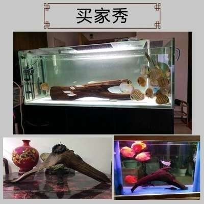 沉木在魚缸中的作用是什么？：水族愛好者的交流社區(qū)沉木在魚缸中的作用不僅僅是裝飾