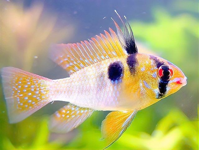 荷蘭鳳凰魚(yú)