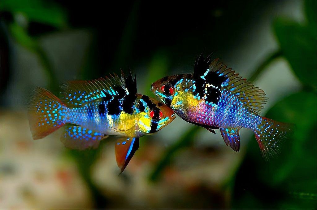 荷蘭鳳凰魚(yú)