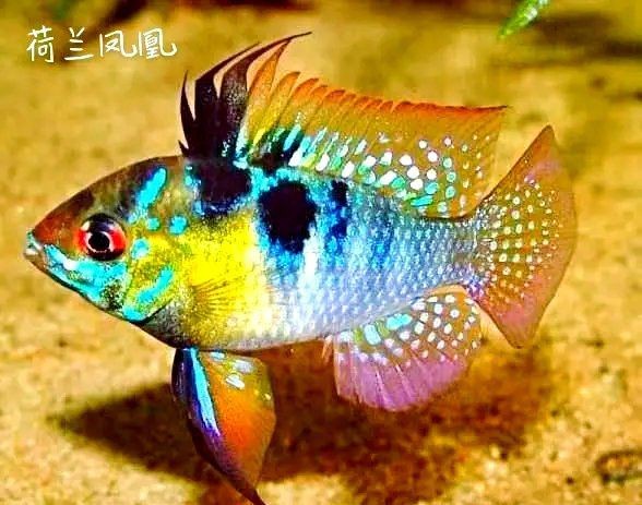 荷蘭鳳凰魚(yú)